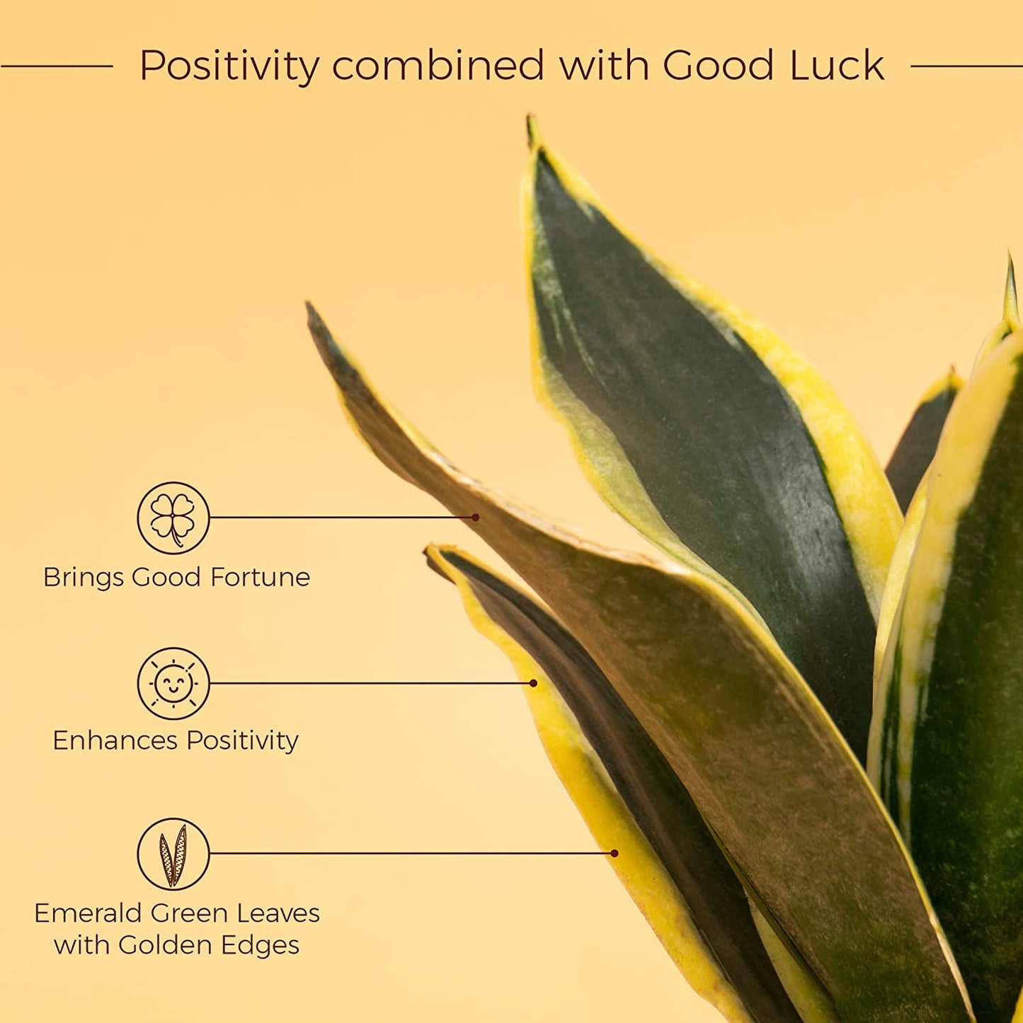 KYARI: 4 Indoor Plant Combo (Money, Snake, Jade) | Cream Pots Vortex