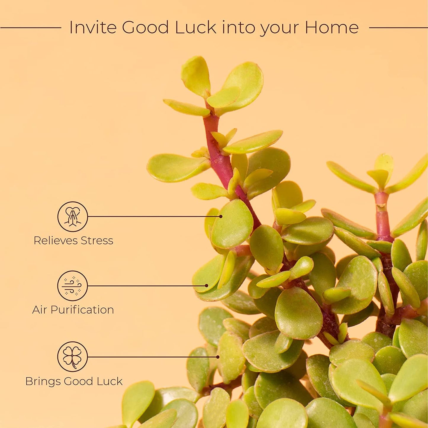 KYARI: 4 Indoor Plant Combo (Money, Snake, Jade) | Cream Pots Vortex