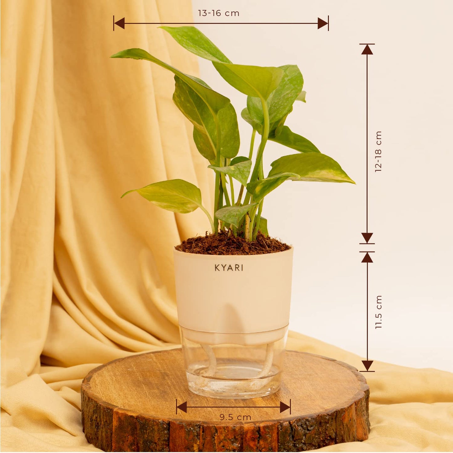 KYARI: 4 Indoor Plant Combo (Money, Snake, Jade) | Cream Pots Vortex