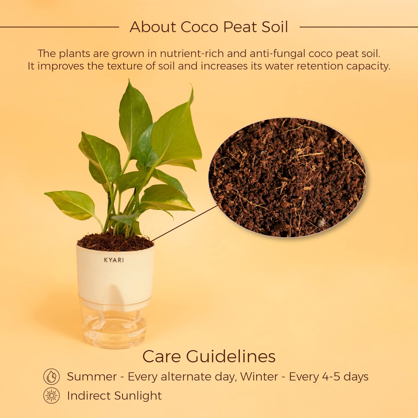 KYARI: 4 Indoor Plant Combo (Money, Snake, Jade) | Cream Pots Vortex