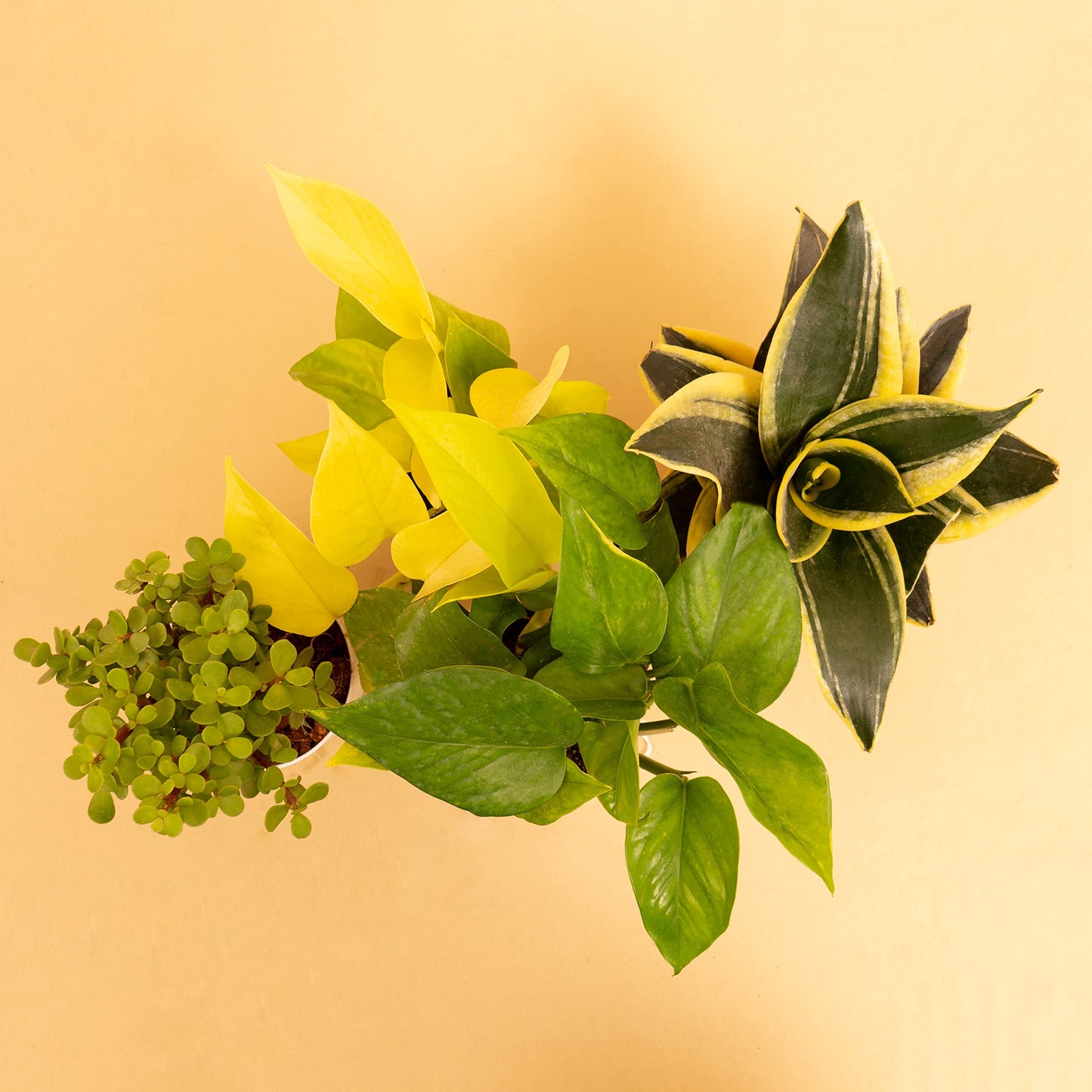 KYARI: 4 Indoor Plant Combo (Money, Snake, Jade) | Cream Pots Vortex
